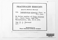 Lophodermium pinastri image